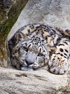 Preview wallpaper snow leopard, predator, big cat, wild, stone