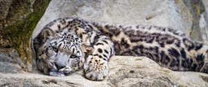 Preview wallpaper snow leopard, predator, big cat, wild, stone