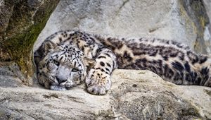 Preview wallpaper snow leopard, predator, big cat, wild, stone