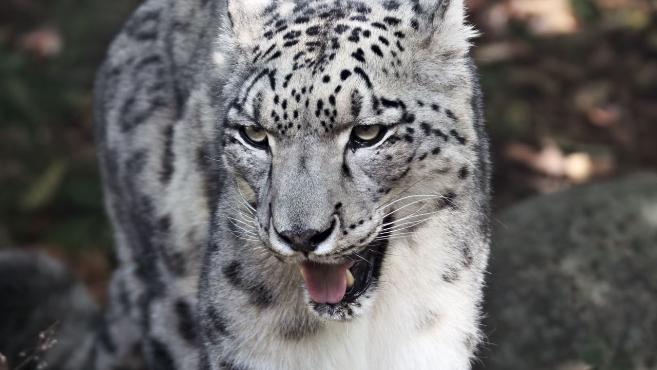 Wallpaper snow leopard, predator, big cat, wild, grin