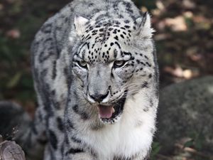 Preview wallpaper snow leopard, predator, big cat, wild, grin
