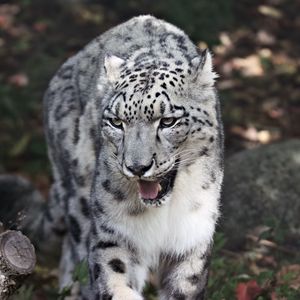 Preview wallpaper snow leopard, predator, big cat, wild, grin