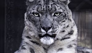 Preview wallpaper snow leopard, predator, big cat, wild animal, wildlife, black and white