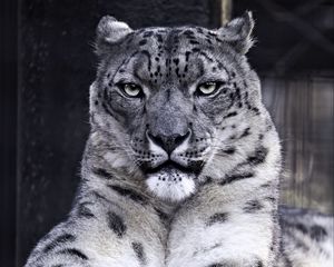 Preview wallpaper snow leopard, predator, big cat, wild animal, wildlife, black and white