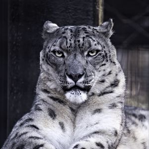 Preview wallpaper snow leopard, predator, big cat, wild animal, wildlife, black and white