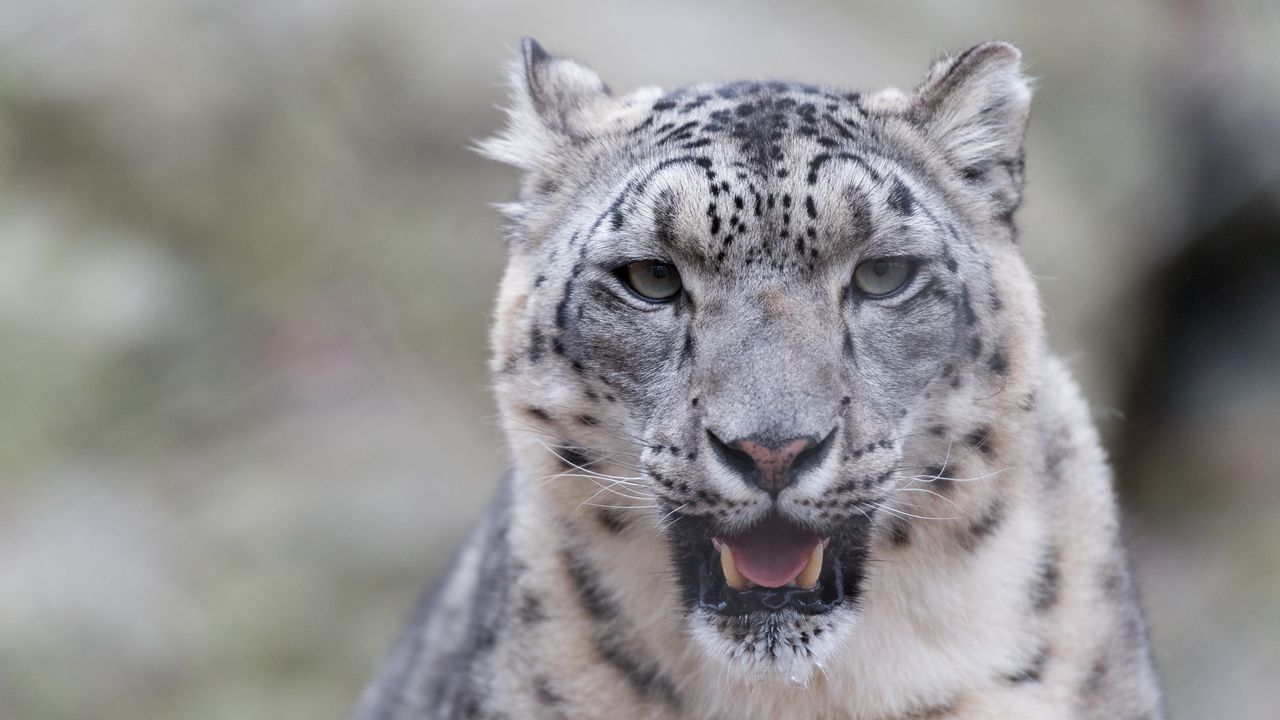 Wallpaper snow leopard, predator, big cat, fangs