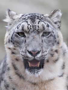 Preview wallpaper snow leopard, predator, big cat, fangs