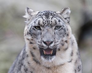Preview wallpaper snow leopard, predator, big cat, fangs