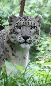 Preview wallpaper snow leopard, predator, big cat