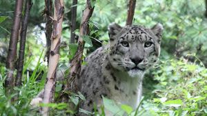 Preview wallpaper snow leopard, predator, big cat