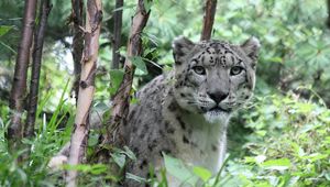 Preview wallpaper snow leopard, predator, big cat