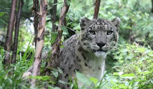 Preview wallpaper snow leopard, predator, big cat