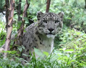 Preview wallpaper snow leopard, predator, big cat