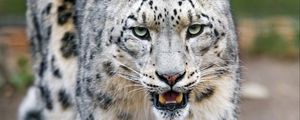 Preview wallpaper snow leopard, predator, big cat, paws