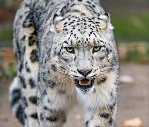 Preview wallpaper snow leopard, predator, big cat, paws