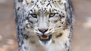 Preview wallpaper snow leopard, predator, big cat, fangs, paws