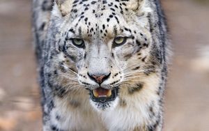 Preview wallpaper snow leopard, predator, big cat, fangs, paws