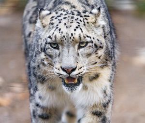 Preview wallpaper snow leopard, predator, big cat, fangs, paws