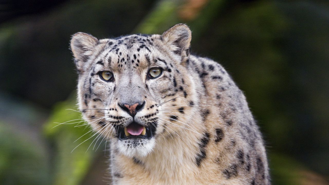 Wallpaper snow leopard, predator, big cat, fangs, stone