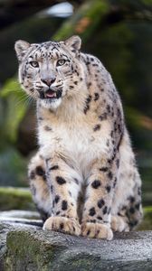 Preview wallpaper snow leopard, predator, big cat, fangs, stone