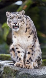 Preview wallpaper snow leopard, predator, big cat, fangs, stone