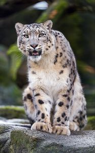 Preview wallpaper snow leopard, predator, big cat, fangs, stone