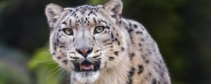 Preview wallpaper snow leopard, predator, big cat, fangs, stone