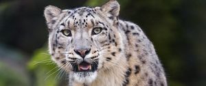 Preview wallpaper snow leopard, predator, big cat, fangs, stone