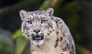 Preview wallpaper snow leopard, predator, big cat, fangs, stone