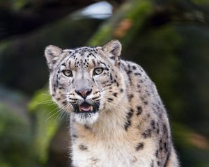 Preview wallpaper snow leopard, predator, big cat, fangs, stone
