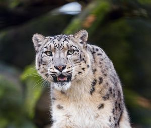 Preview wallpaper snow leopard, predator, big cat, fangs, stone