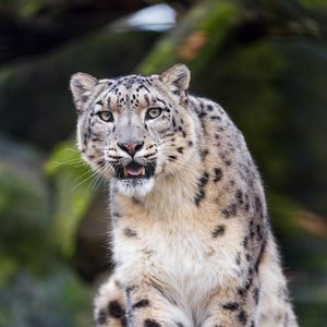Preview wallpaper snow leopard, predator, big cat, fangs, stone