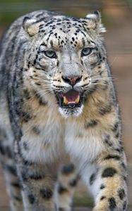 Preview wallpaper snow leopard, predator, big cat, jaws