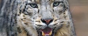 Preview wallpaper snow leopard, predator, big cat, jaws