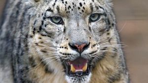 Preview wallpaper snow leopard, predator, big cat, jaws
