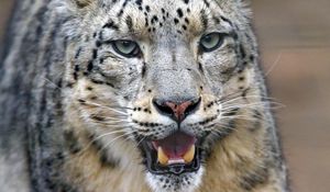 Preview wallpaper snow leopard, predator, big cat, jaws