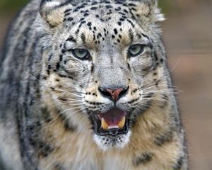 Preview wallpaper snow leopard, predator, big cat, jaws