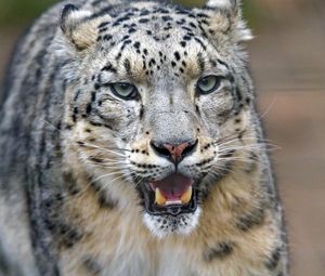 Preview wallpaper snow leopard, predator, big cat, jaws