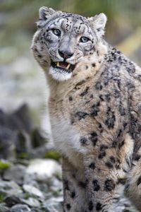 Preview wallpaper snow leopard, predator, big cat, spots
