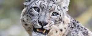 Preview wallpaper snow leopard, predator, big cat, spots