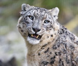 Preview wallpaper snow leopard, predator, big cat, spots