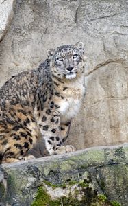 Preview wallpaper snow leopard, predator, big cat, spots, rocks