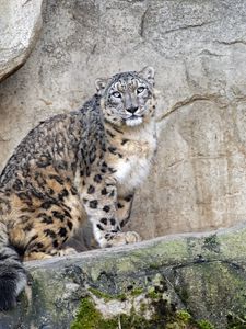 Preview wallpaper snow leopard, predator, big cat, spots, rocks