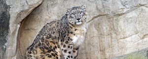 Preview wallpaper snow leopard, predator, big cat, spots, rocks