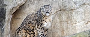 Preview wallpaper snow leopard, predator, big cat, spots, rocks