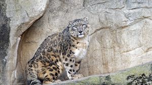 Preview wallpaper snow leopard, predator, big cat, spots, rocks