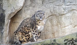 Preview wallpaper snow leopard, predator, big cat, spots, rocks