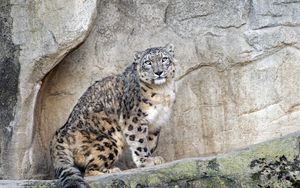 Preview wallpaper snow leopard, predator, big cat, spots, rocks