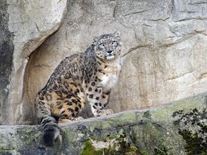 Preview wallpaper snow leopard, predator, big cat, spots, rocks