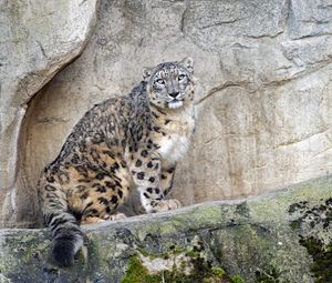 Preview wallpaper snow leopard, predator, big cat, spots, rocks